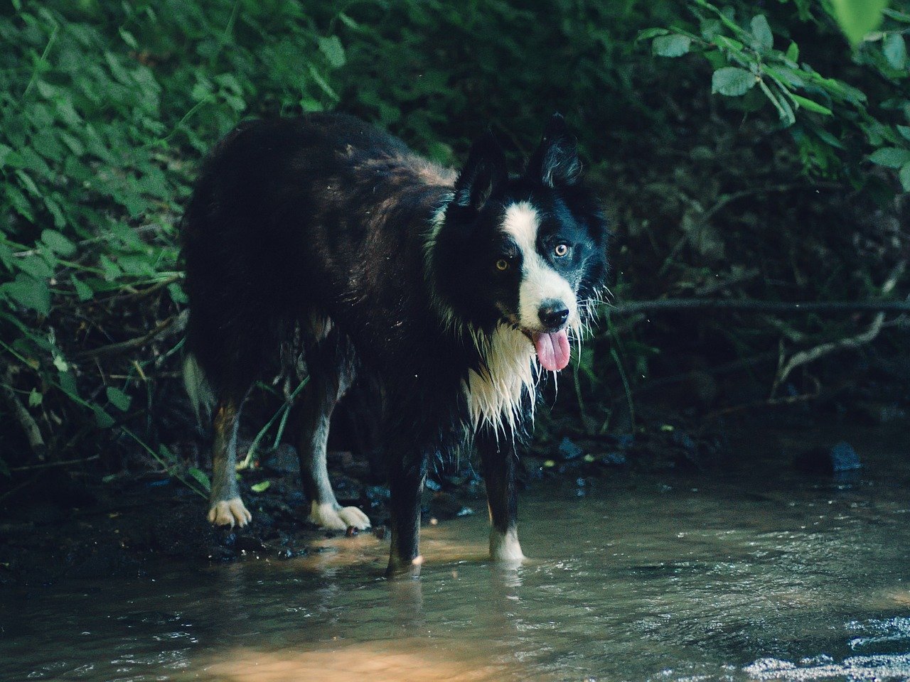 How to Teach Your Pet to Tolerate Bathing